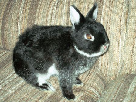 Watson